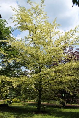 Fagus sylvatica 'Albovariegata' - buk lesní - jarní habitus